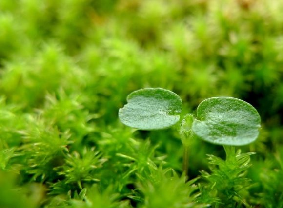 すくすくと成長する植物