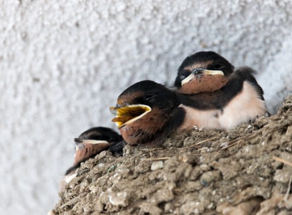 ぴーちくぱーちくと鳴くツバメの巣