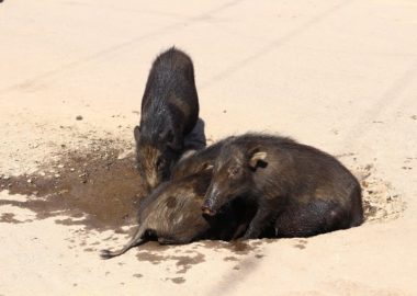 ずぼずぼと泥遊びする豚
