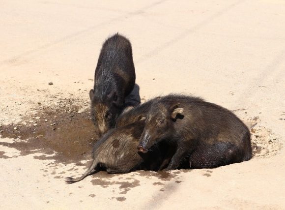 ずぼずぼと泥遊びする豚