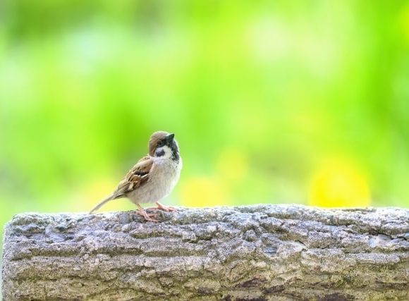 スズメがじゅくじゅくと鳴く