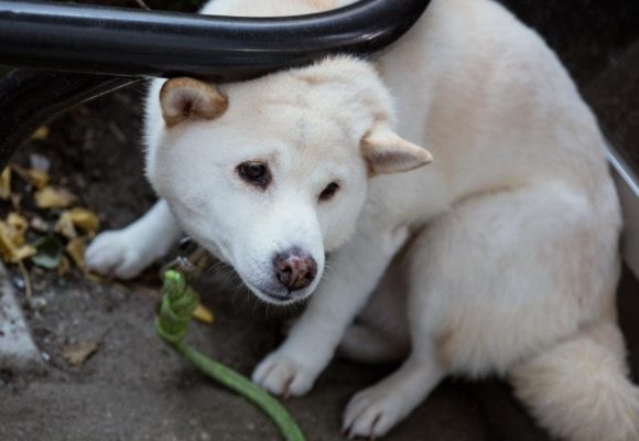 犬が怯えてくーんくーんと鳴く