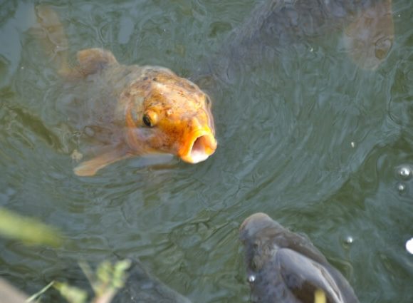 ぱくぱくと口を動かす鯉