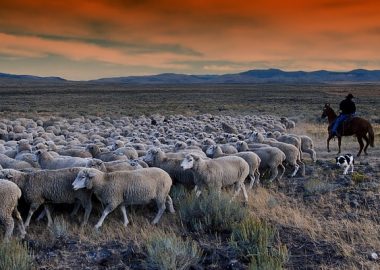 どーっと羊の群れが動く
