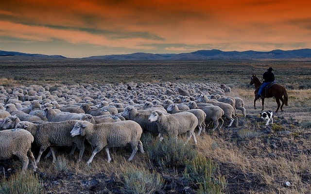 どーっと羊の群れが動く