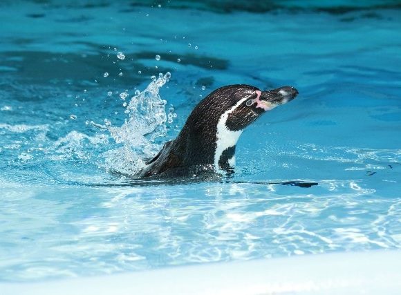 じゃぼんと潜るペンギン