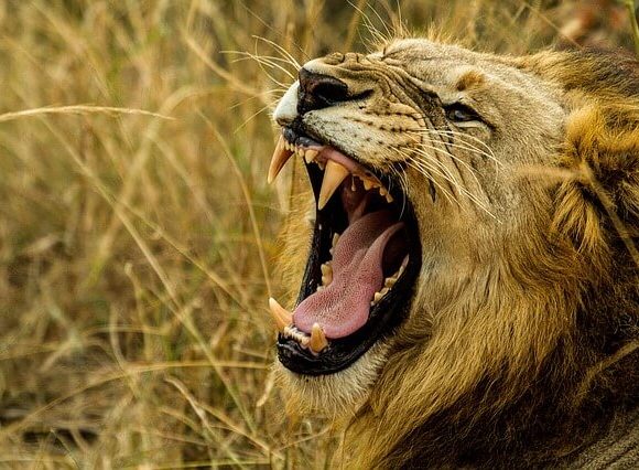 ばっくりと口を広げるライオン