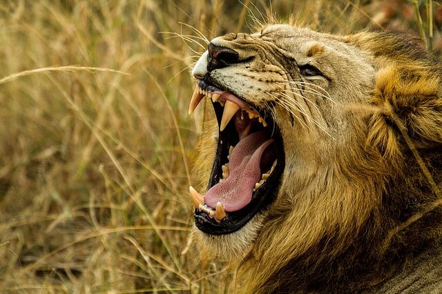 ばっくりと口を広げるライオン