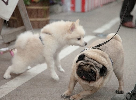 くくっとリードに逆らう犬