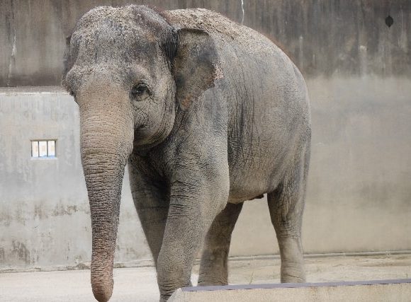 どしどしと歩くゾウ