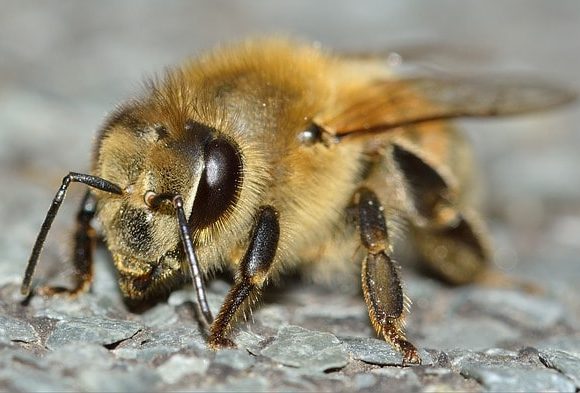 ちくちくと針を刺すハチ