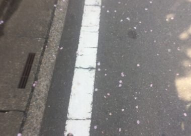 ぱらりと桜の花びらが道路に舞う