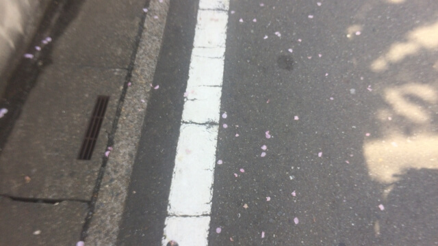 ぱらりと桜の花びらが道路に舞う
