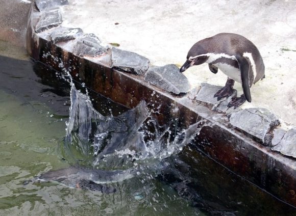 じゃんぶりこと水に飛び込むペンギン