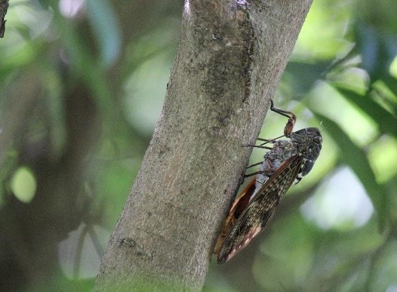 しゃんしゃんとセミが鳴く