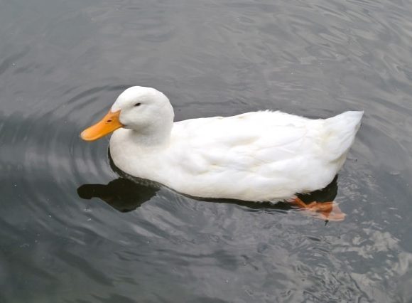 アヒルがくえっくえっと鳴く