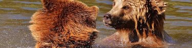 びっしょりと水に濡れるクマ
