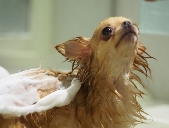 くすんと鼻をならす犬