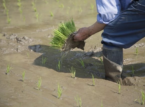 ぐちょっと田植えをする男性