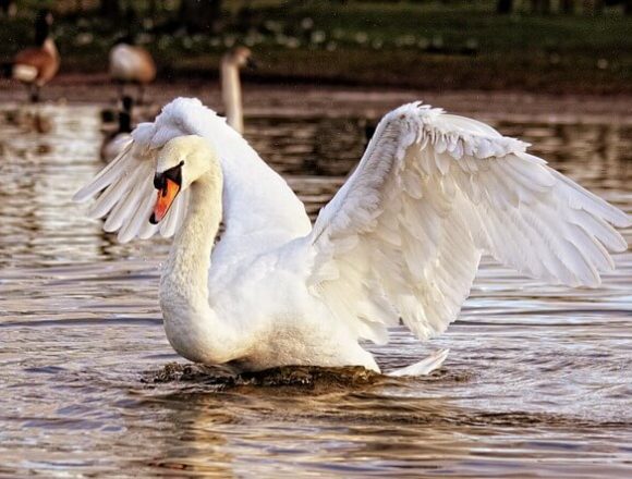 ばさばさと羽根を動かす白鳥